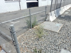 Parthenium hysterophorus