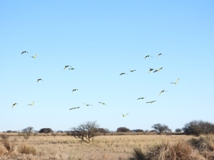 Thectocercus acuticaudatus