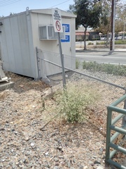 Parthenium hysterophorus