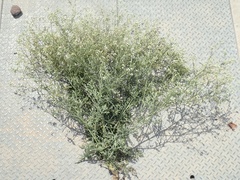 Parthenium hysterophorus