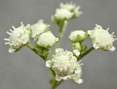 Parthenium hysterophorus