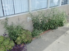 Parthenium hysterophorus