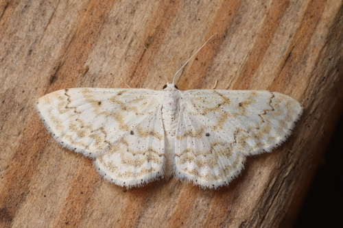 Idaea obfusaria (Walker, 1861)
