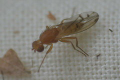 Opomyza florum