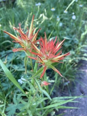 Castilleja miniata miniata
