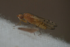 Opomyza florum