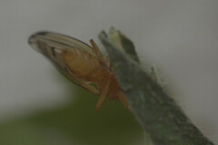Opomyza florum