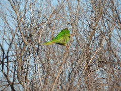 Thectocercus acuticaudatus