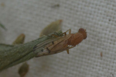 Opomyza florum