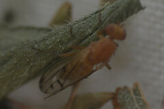 Opomyza florum