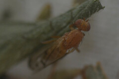 Opomyza florum