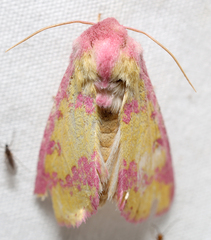 Psectrotarsia suavis