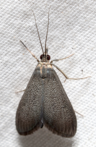 Pyrausta demantrialis Druce, 1895