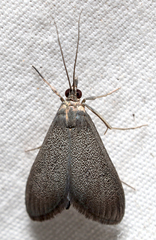Pyrausta demantrialis