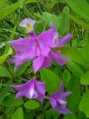 Calopogon tuberosus tuberosus
