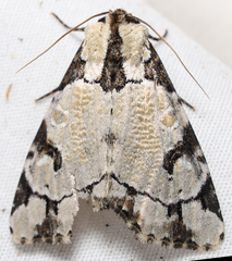 Stibaera thyatiroides