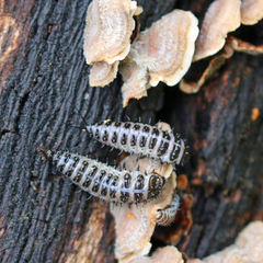 Cypherotylus californicus