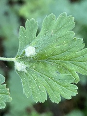 Aceria breakeyi