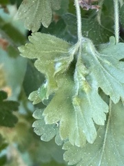 Aceria breakeyi