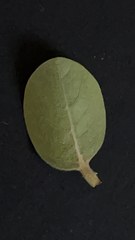Magnoliopsida