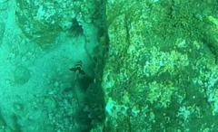 Eques punctatus