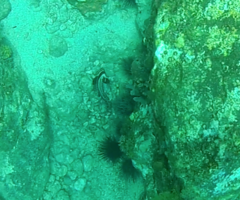 Eques punctatus