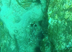 Eques punctatus