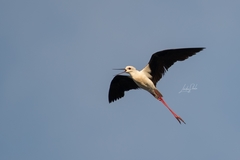 Himantopus himantopus
