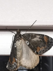 Dysstroma latefasciata