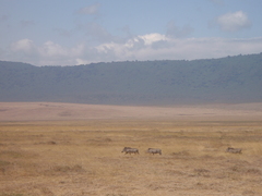 Phacochoerus africanus