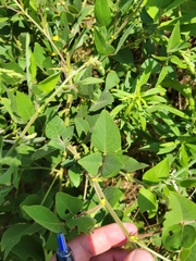Desmodium canescens
