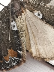 Dysstroma latefasciata