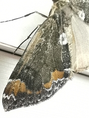 Dysstroma latefasciata