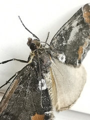 Dysstroma latefasciata