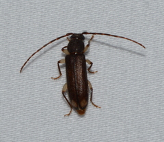 Tylonotus bimaculatus