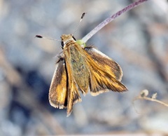 Ochlodes agricola