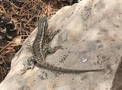 Sceloporus tristichus