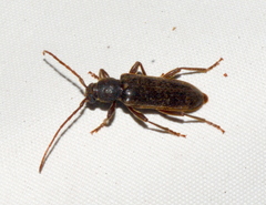 Trichoferus campestris
