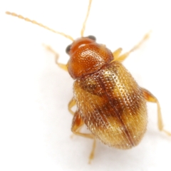 Epitrix fasciata