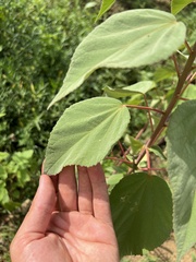 Hibiscus lasiocarpos