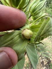 Hibiscus lasiocarpos