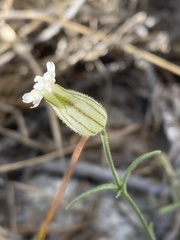 Silene sargentii