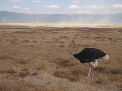 Struthio camelus massaicus