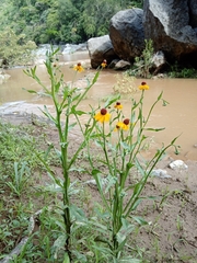 Helenium mexicanum