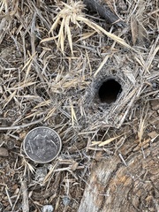 Aptostichus cabrillo