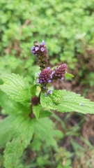 Verbena recta