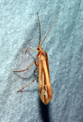 Limnephilus ornatus