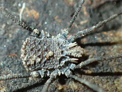 Ortholasma rugosum