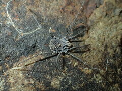 Ortholasma rugosum