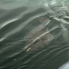 Hippoglossus stenolepis